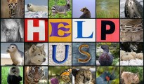 Obama Administration And Wildlife Advocates Strike Deal On Endangered Species Act Protections