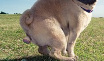 The Importance Of Scooping Your Dog's Poo