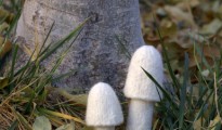 Where the world's wild mushrooms grow