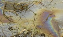 Yellowstone River: Exxon To Drain Oil From Failed Pipeline