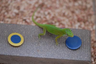 Brainy Lizards Pass Test for Birds