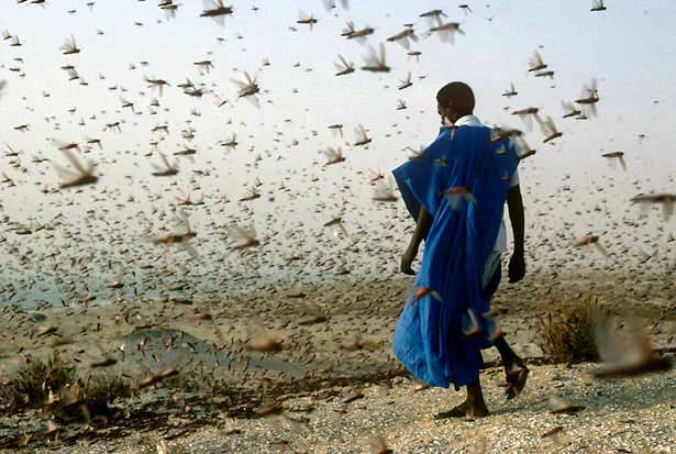 Swarms of Locusts Use Social Networking to Communicate