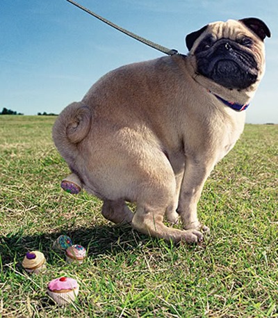 The Importance Of Scooping Your Dog's Poo