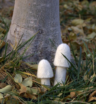 Where the world's wild mushrooms grow